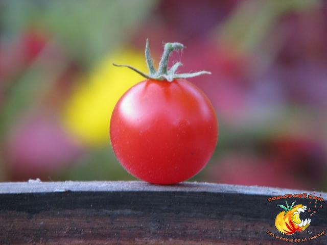 Tomate Be My Babe Gene Pool Cherry