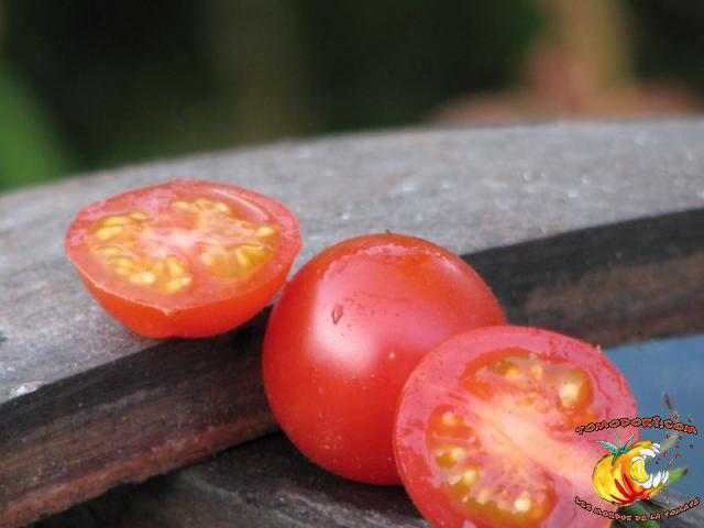 Tomate Be My Babe Gene Pool Cherry