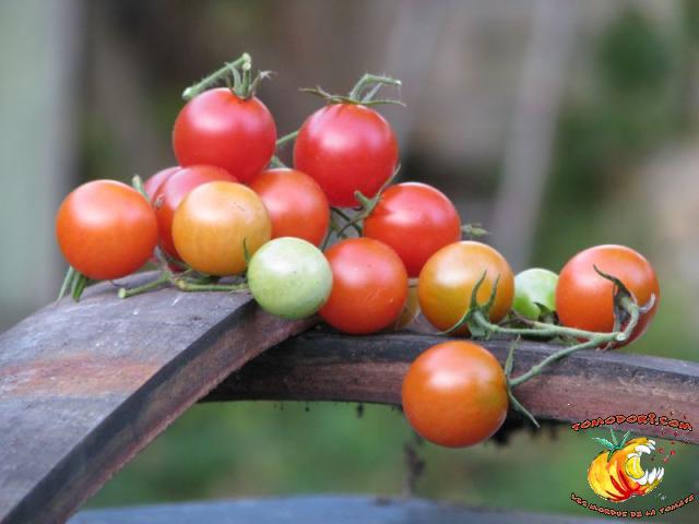 Tomate Be My Babe Gene Pool Cherry