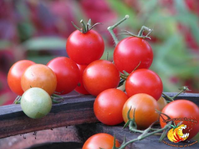 Tomate Be My Babe Gene Pool Cherry