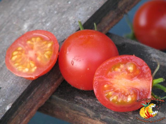Tomate Be My Babe Gene Pool Cherry
