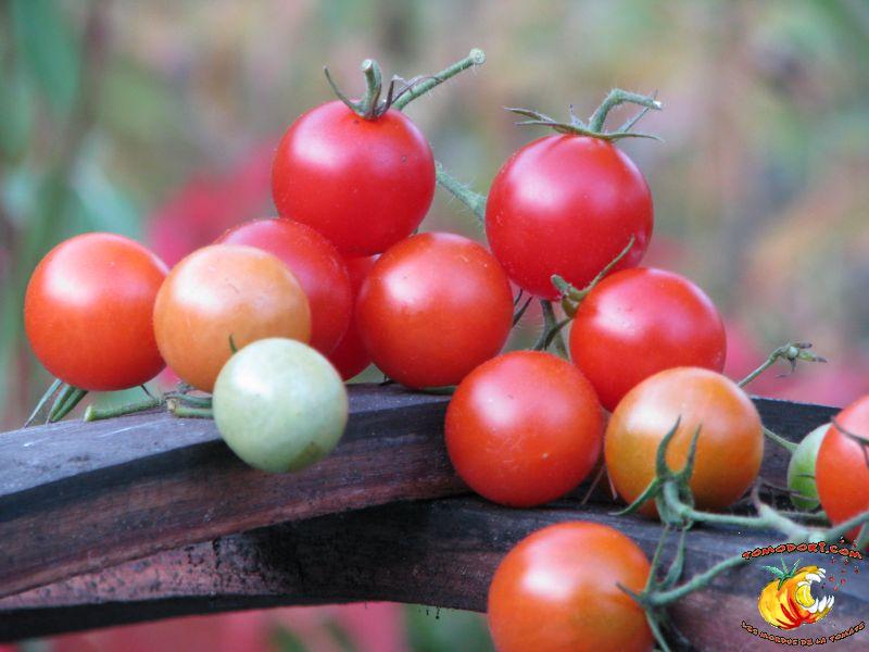 Tomate Be My Babe Gene Pool Cherry