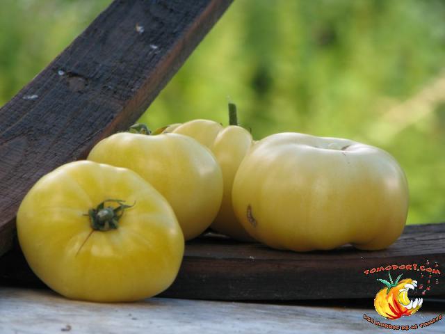 Tomate Beauté Blanche du Canada