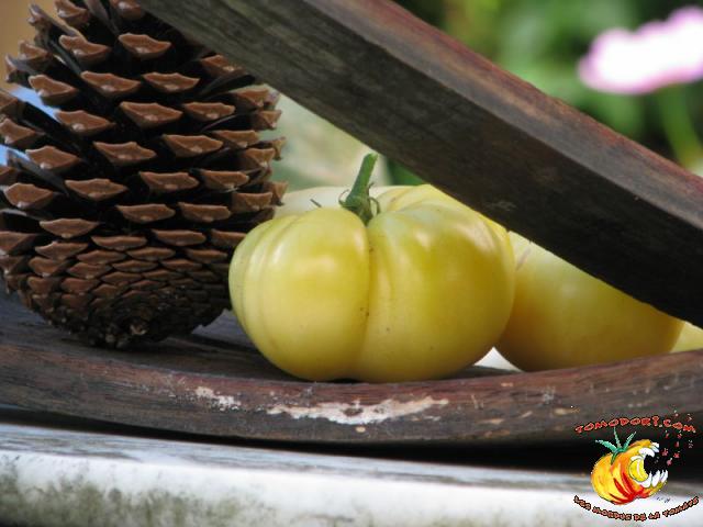 Tomate Beauté Blanche du Canada