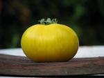 Tomate Big Yellow Zebra