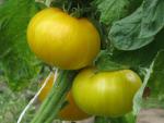Tomate Big Yellow Zebra