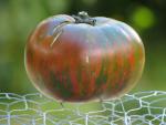 Tomate Big Zebra