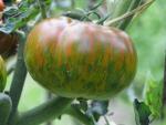 Tomate Big Zebra