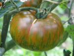 Tomate Big Zebra