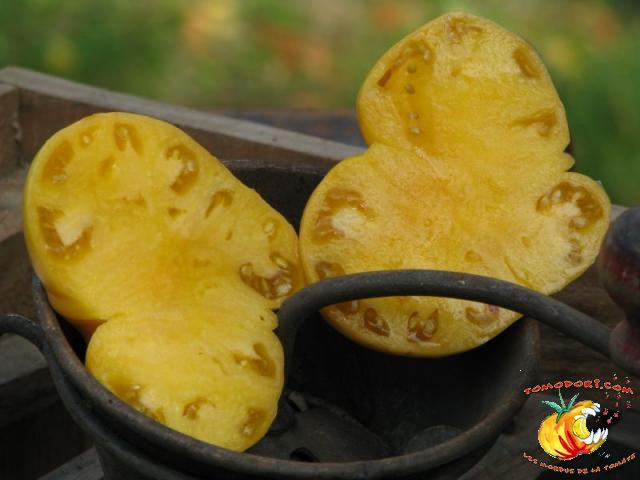 Tomate Big White Pink Stripes