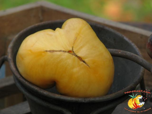 Tomate Big White Pink Stripes