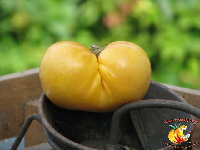 Tomate Big White Pink Stripes