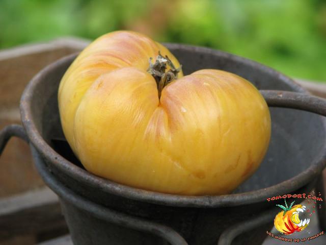 Tomate Big White Pink Stripes