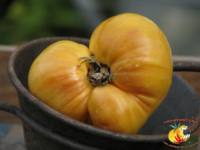 Tomate Big White Pink Stripes
