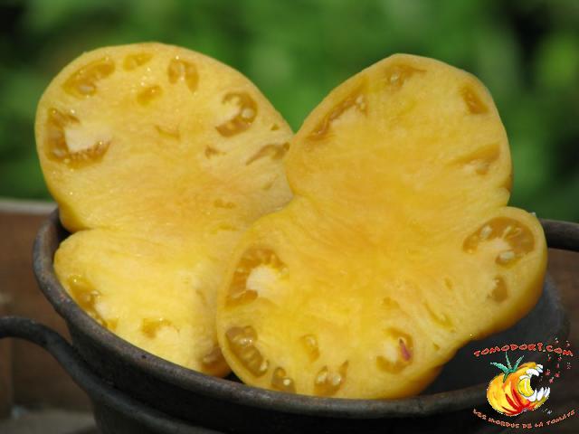 Tomate Big White Pink Stripes