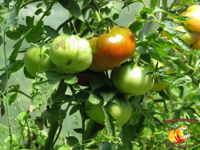 Tomate Brandywine Black