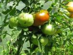 Tomate Brandywine Black