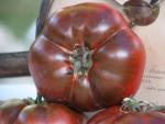 Tomate Brandywine Black