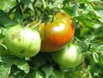 Tomate Brandywine Black