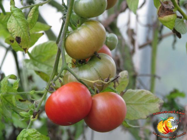 Tomate Brandywine Cherry