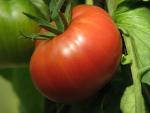 Tomate Brandywine Sudduth's Strain
