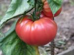 Tomate Brandywine Sudduth's Strain