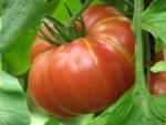 Tomate Brandywine Sudduth's Strain