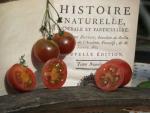 Tomate Brown Berry