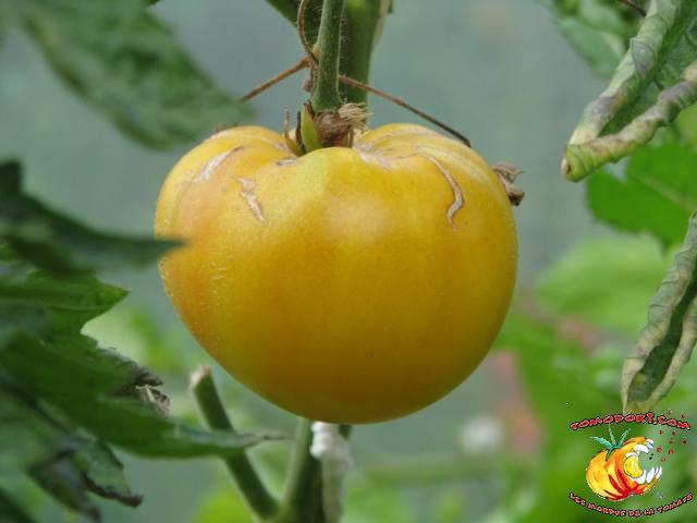 Tomate Buckeye Yellow