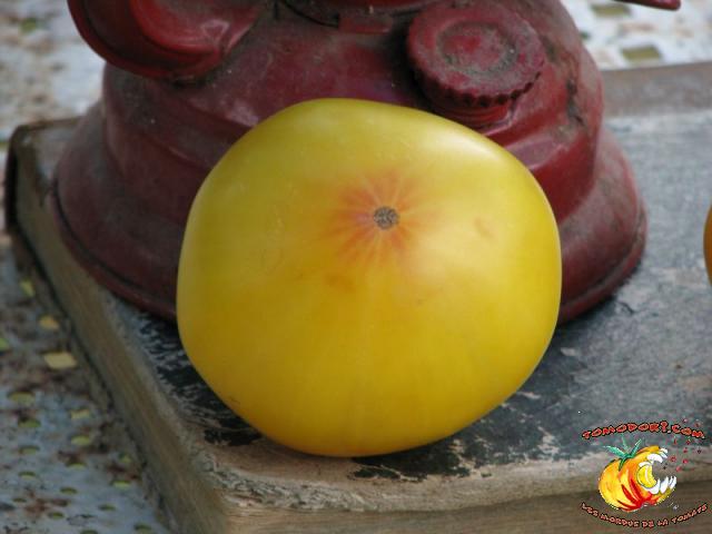 Tomate Buckeye Yellow