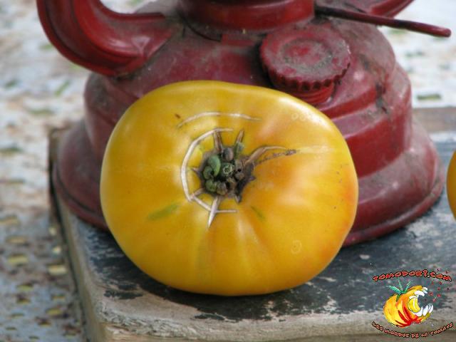 Tomate Buckeye Yellow