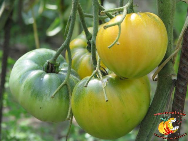 Tomate Buckeye Yellow