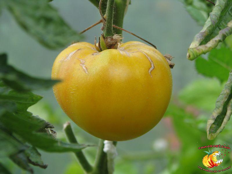 Tomate Buckeye Yellow