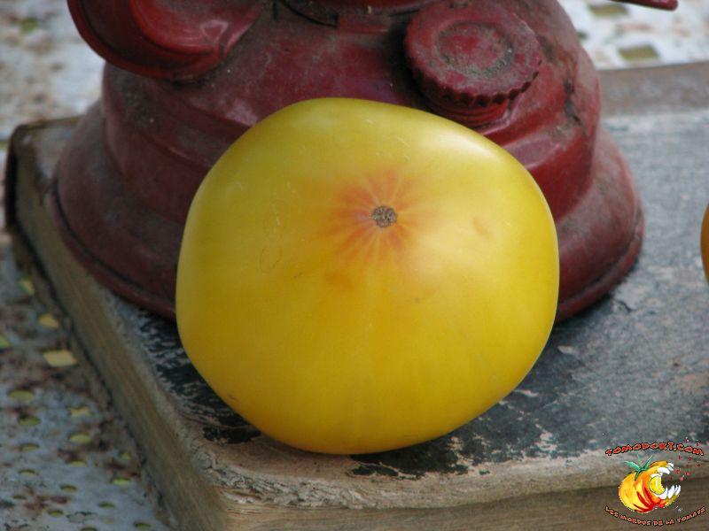 Tomate Buckeye Yellow