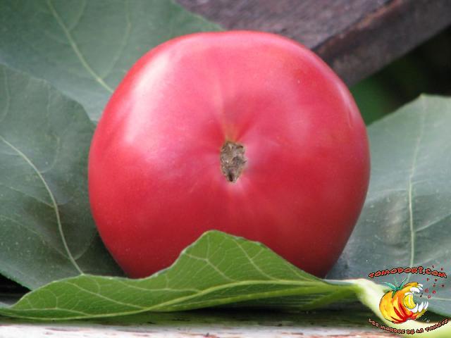 Tomate Caspienne Rose
