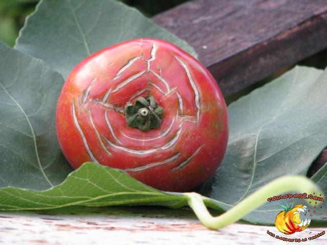 Tomate Caspienne Rose