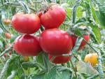 Tomate Caspienne Rose