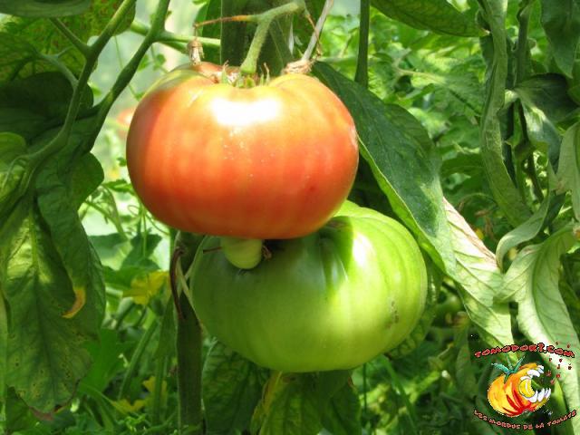 Tomate Château Rose