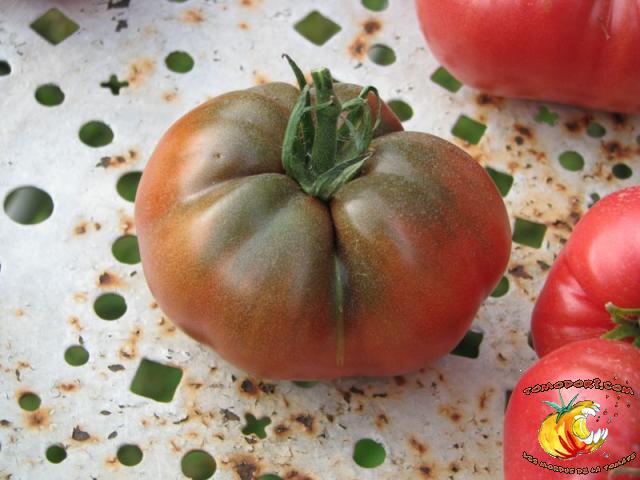 Tomate Cherokee Chocolate