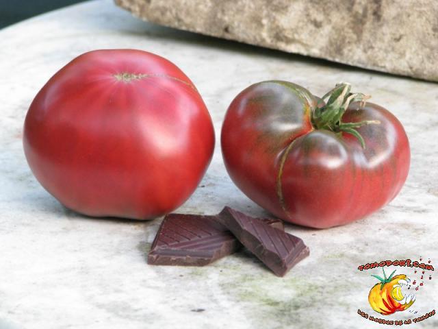 Tomate Cherokee Chocolate
