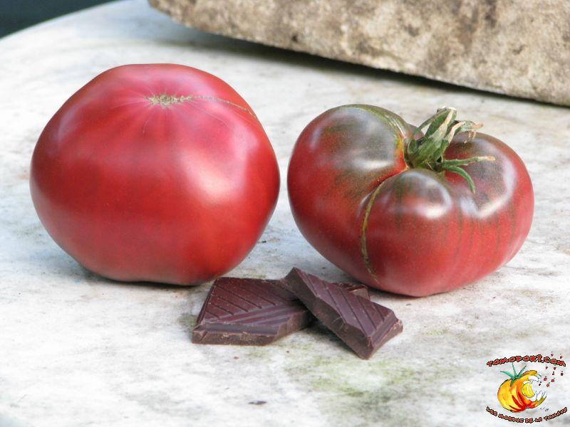 Tomate Cherokee Chocolate