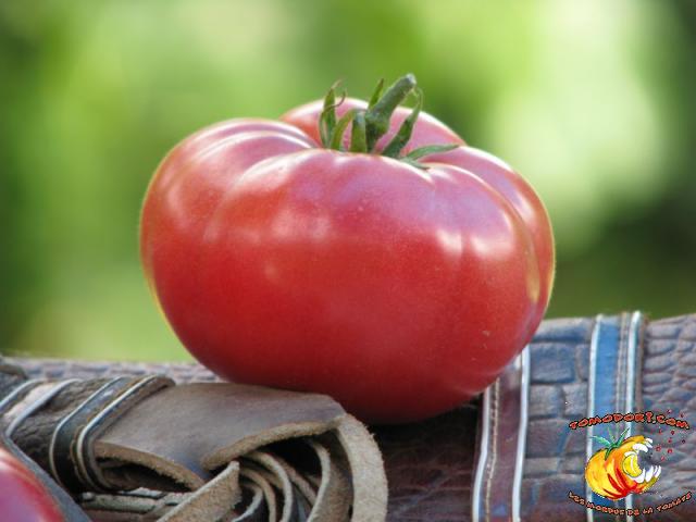 Tomate Cherokee Purple