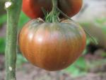 Tomate Cherokee Purple