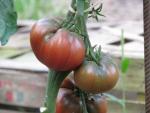 Tomate Cherokee Purple