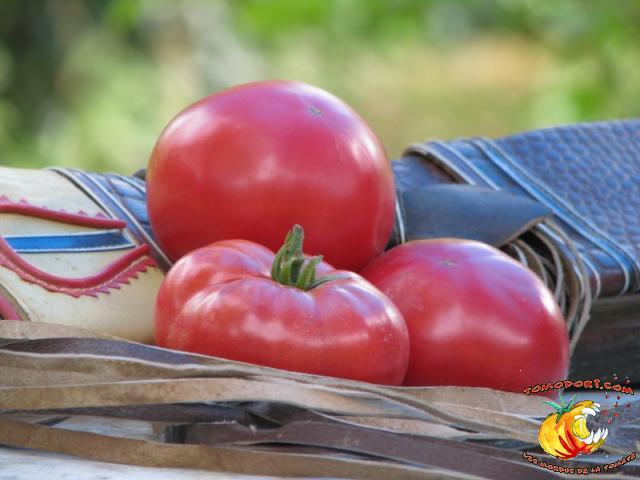 Tomate Cherokee Purple