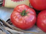 Tomate Cherokee Purple