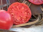 Tomate Cherokee Purple