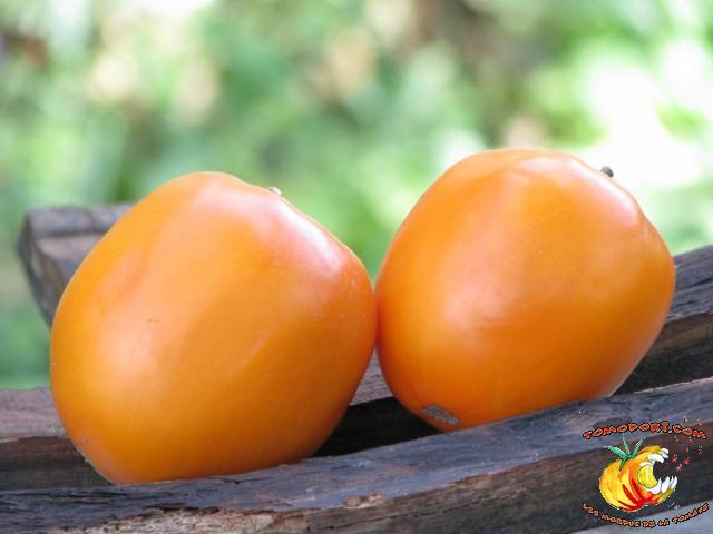 Tomate Cleota Yellow