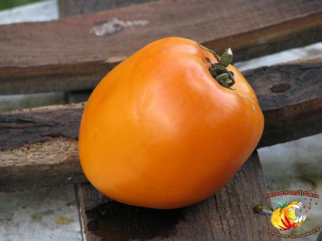 Tomate Cleota Yellow