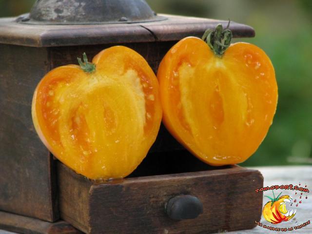 Tomate Coeur de Boeuf Orange